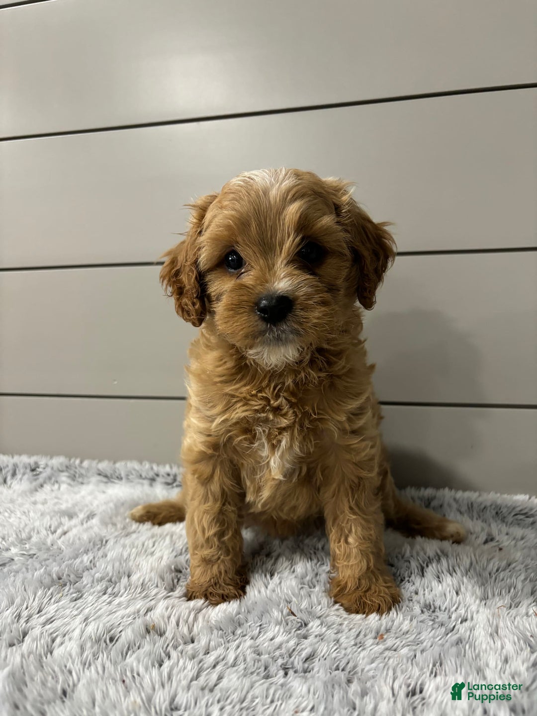 Cavapoo dogs for sale: Willow - Image 12