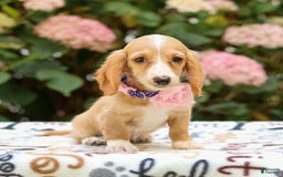 Miniature Dachshund dogs for sale: Sandy - Image 1