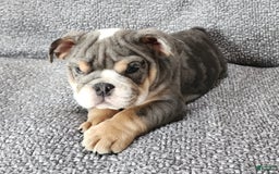 English Bulldog dogs for sale: Kelly - Image 7