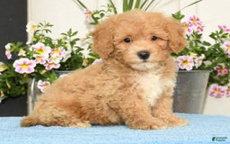 Bichpoo dogs for sale: Shelly - Image 1