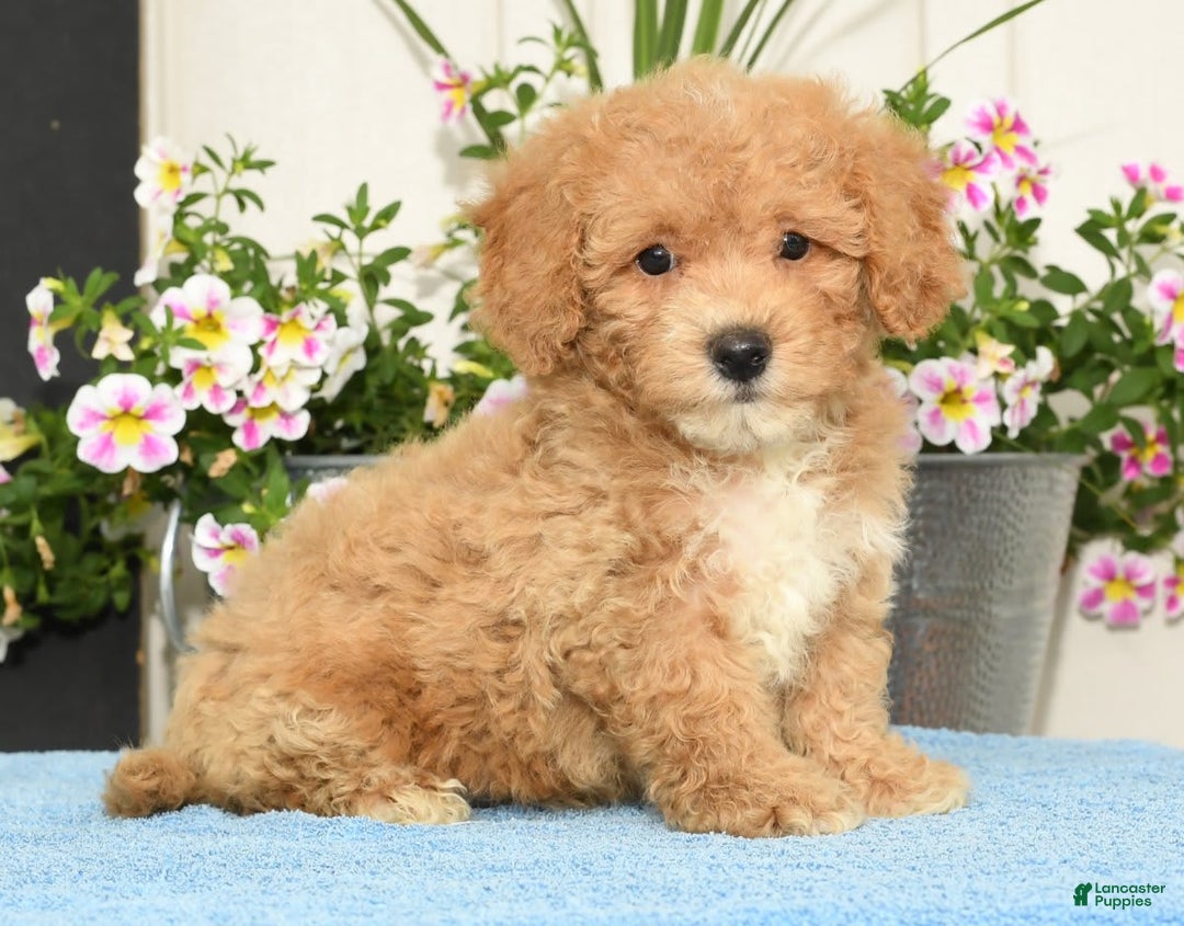 Bichpoo dogs for sale: Shelly - Image 1