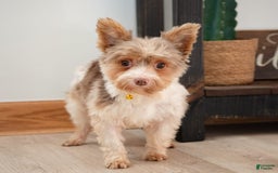 Yorkshire Terrier dogs for stud: Diego - Image 1