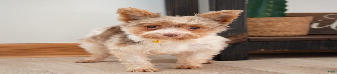 Diego
