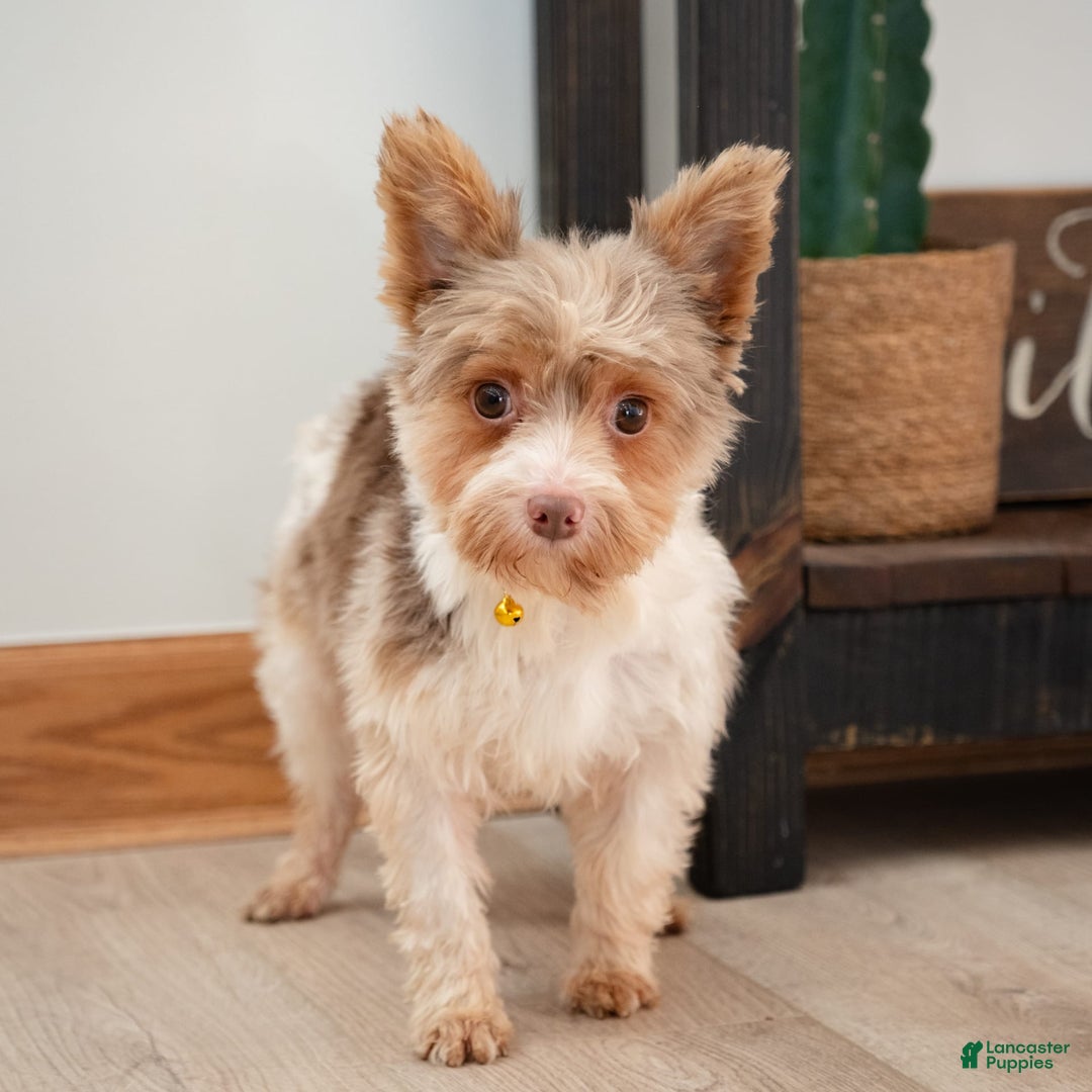 Yorkshire Terrier dogs for stud: Diego - Image 1