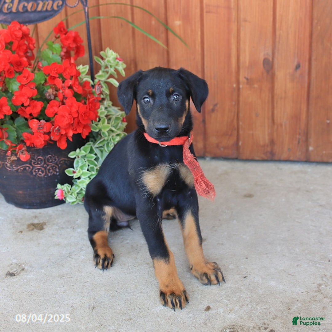 Doberman Pinscher dogs for sale: Ellie - Image 5