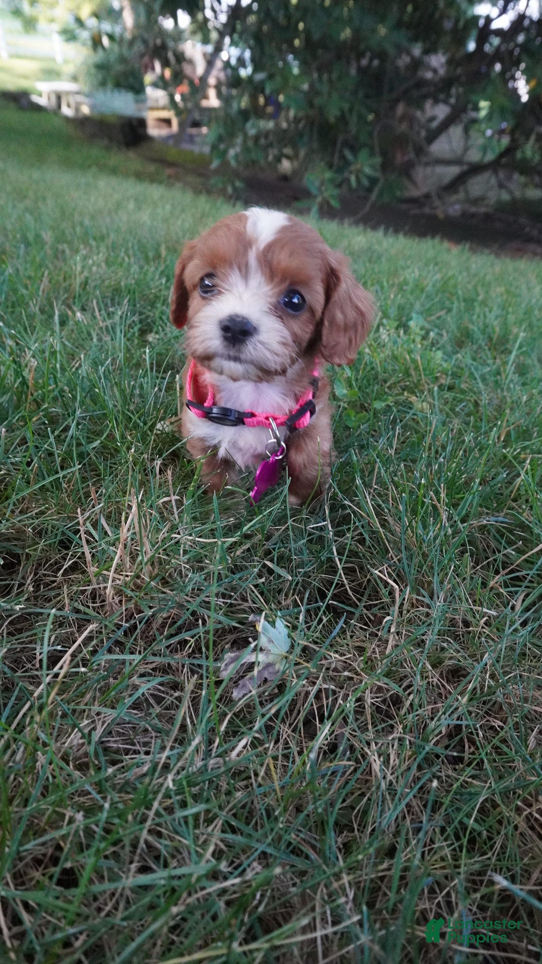 Cavapoo dogs for sale: Tiny Tim - Image 4