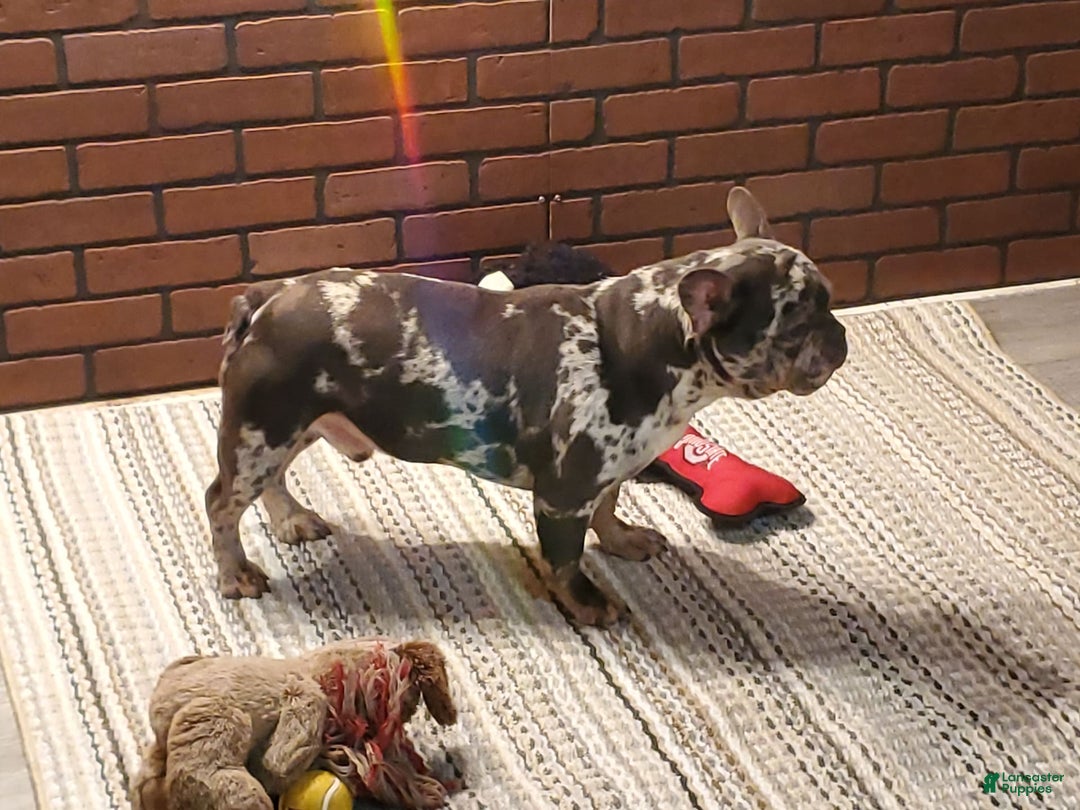 French Bulldog dogs for sale: Kandi - Image 7
