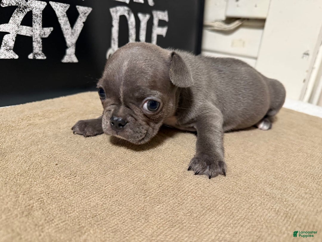 French Bulldog dogs for sale: Lucky - Image 1