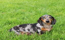 Dachshund dogs for sale: Snoopy - Image 7