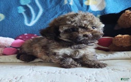 Maltipoo dogs for sale: Chocolate Peanut - Image 7