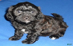 Shihpoo dogs for sale: Shih-Poo 4 puppies - Image 9
