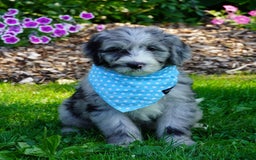 Sheepadoodle dogs for sale: Murphy - Image 9