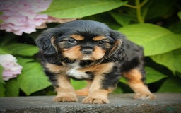 Cavalier King Charles Spaniel dogs for sale: Winston - Image 2