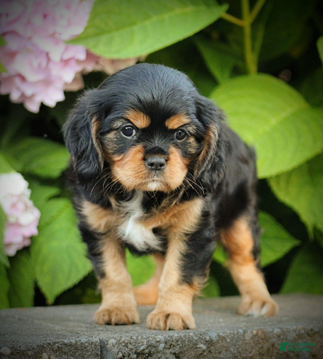 Cavalier King Charles Spaniel dogs for sale: Winston - Image 2