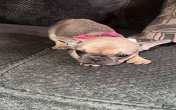 French Bulldog dogs for sale: Zoey - Image 3