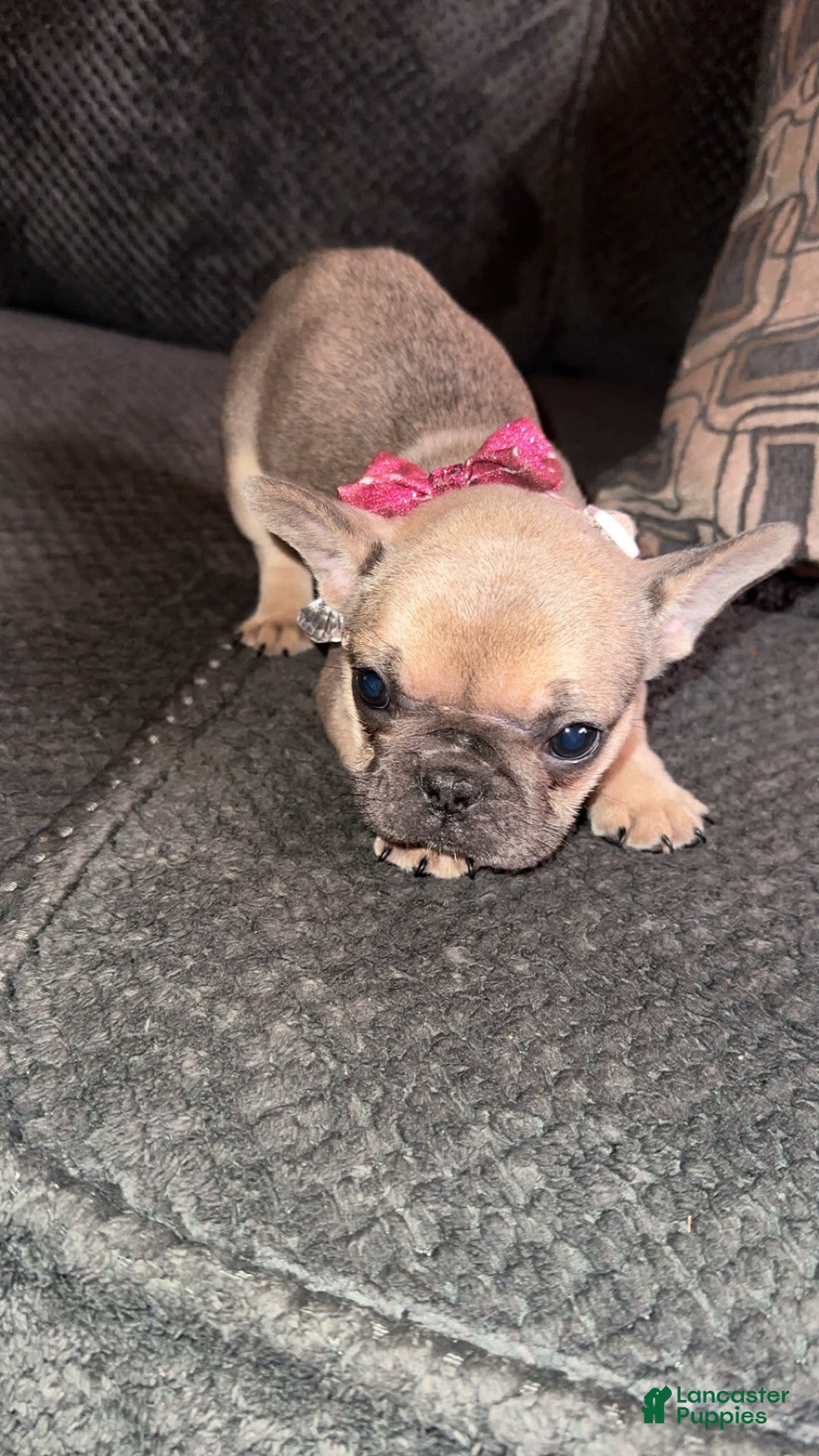 French Bulldog dogs for sale: Zoey - Image 3