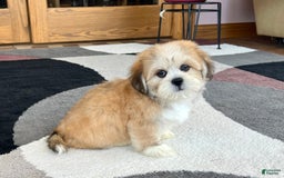 Lhasa Apso dogs for sale: Snickers - Image 4