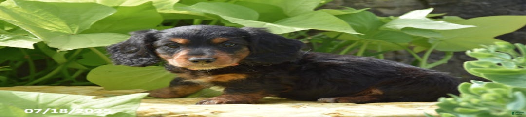 Cocoa