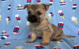 Cairn Terrier dogs for sale: Jay - Image 8