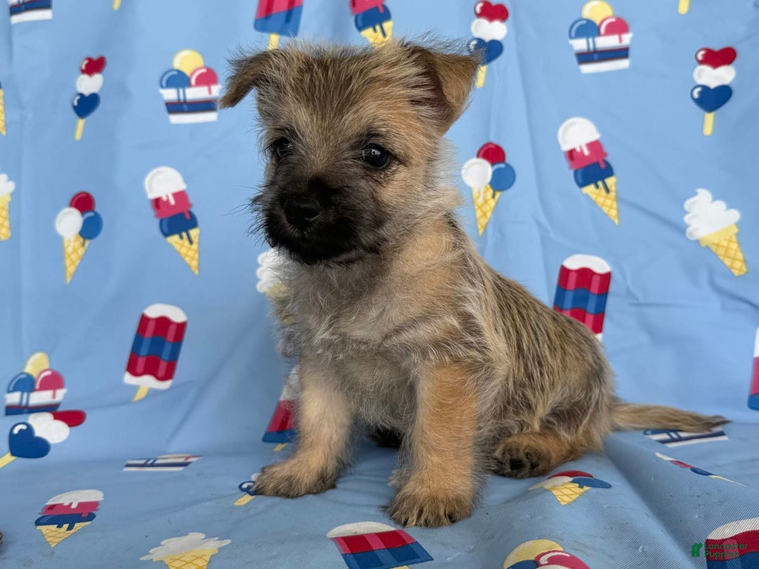Cairn Terrier dogs for sale: Jay - Image 8