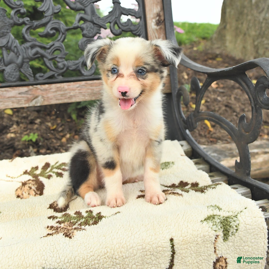 Miniature Australian Shepherd dogs for sale: Angel - Image 2