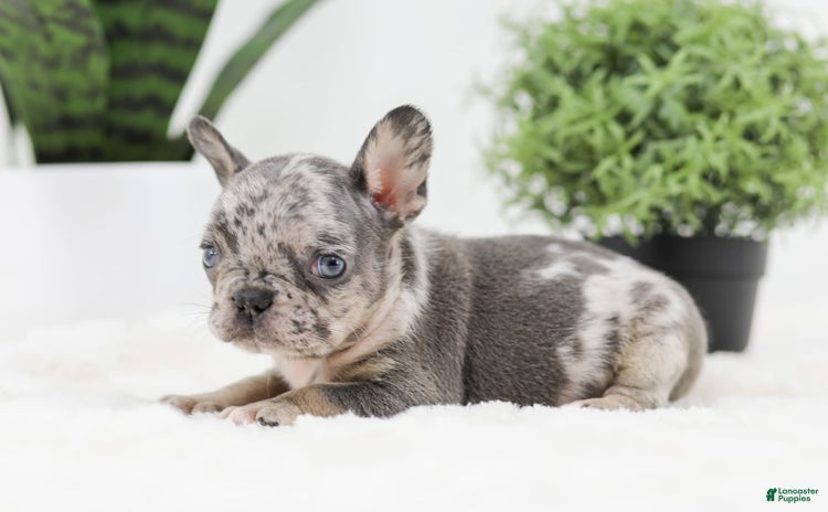 French Bulldog dogs for sale - Ad 3