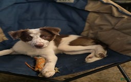 Border Collie dogs for sale: Vivy - Image 1