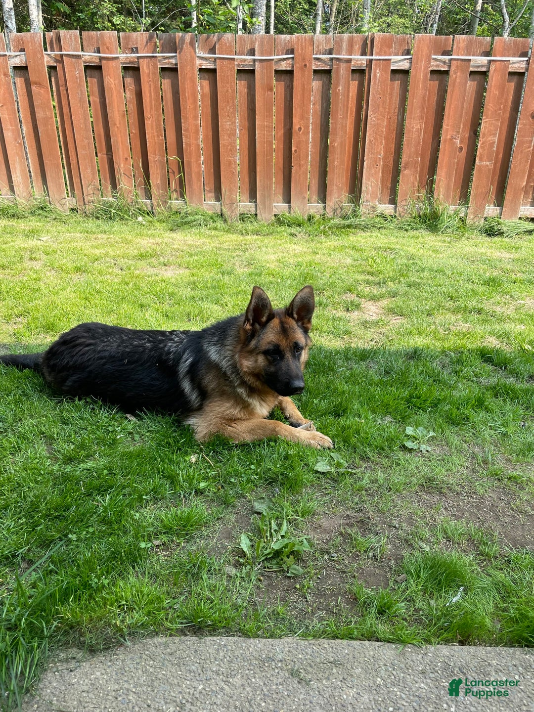 German Shepherd dogs for sale: 4 - Image 7