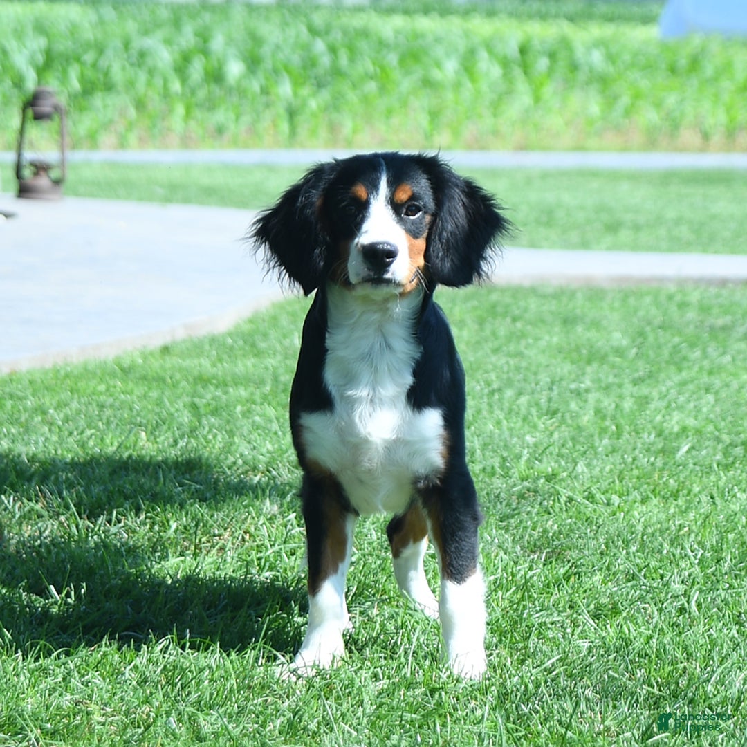Miniature Bernese Mountain Dog dogs for sale: Timmy - Image 3