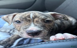 American Bully dogs for sale: Beauty - Image 1