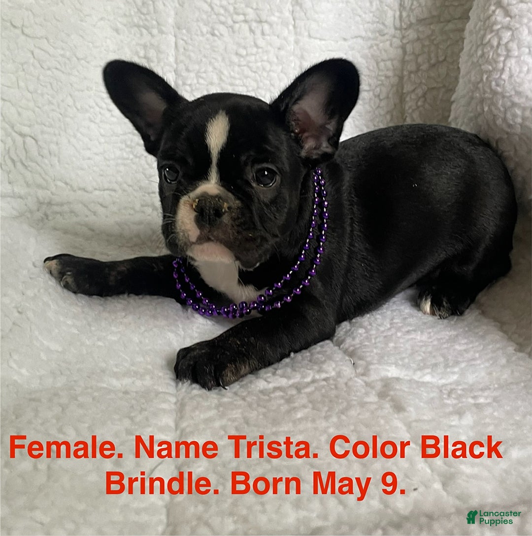 French Bulldog dogs for sale: Trista - Image 1