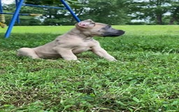 Cane Corso dogs for sale: Fomentino Female 1 - Image 2