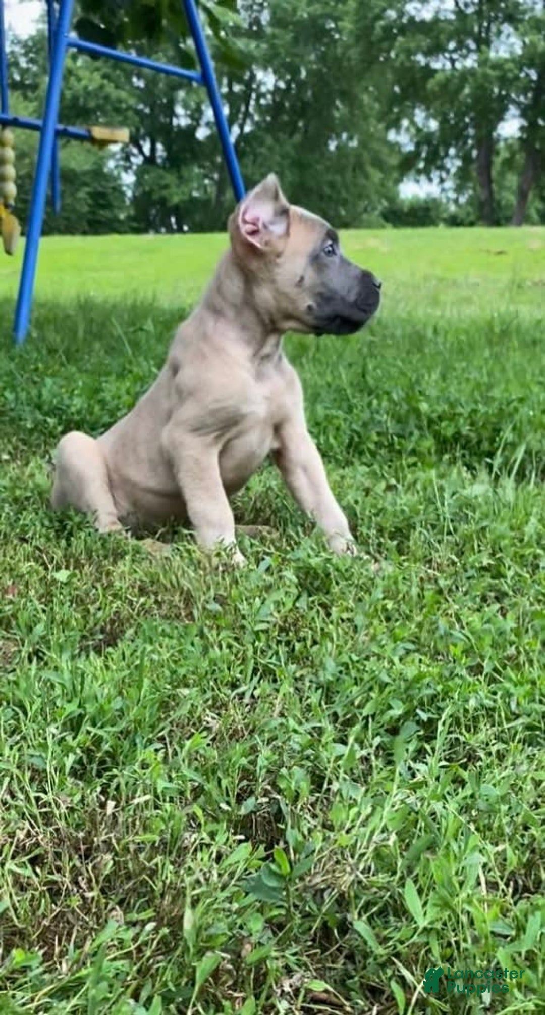 Cane Corso dogs for sale: Fomentino Female 1 - Image 2