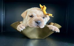 Mini Hippo dogs for sale: Delilah - Image 6