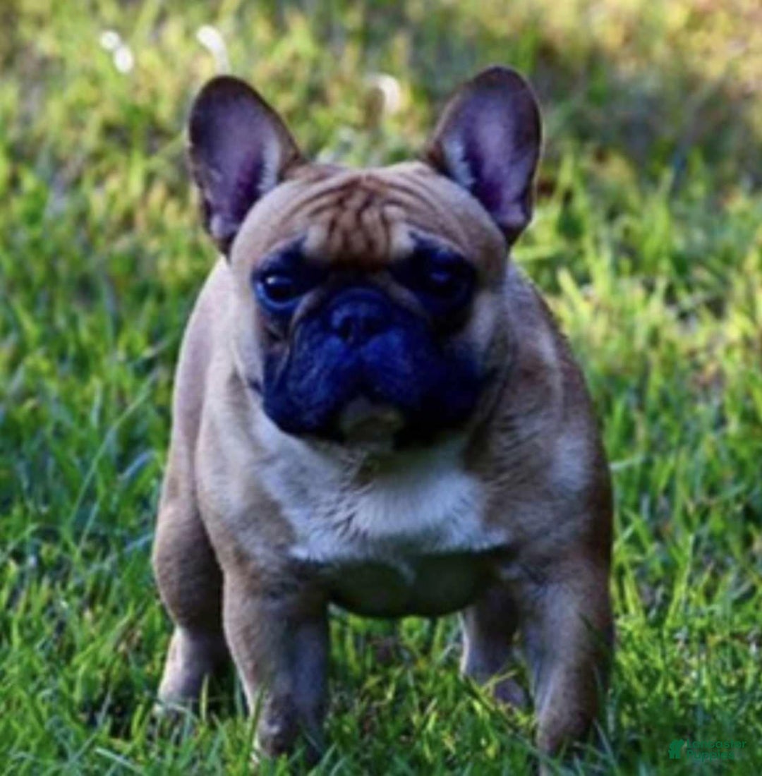 French Bulldog dogs for sale: Akc Laurel - Image 3
