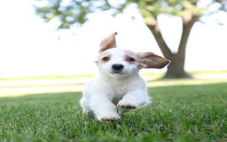 Miniature Dachshund dogs for sale: Precious - Image 7