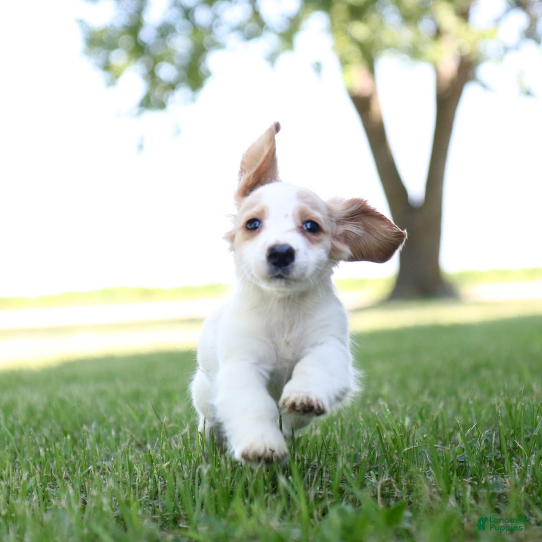 Miniature Dachshund dogs for sale: Precious - Image 7
