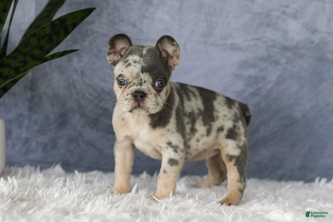 French Bulldog dogs for sale: Elsa - Image 4
