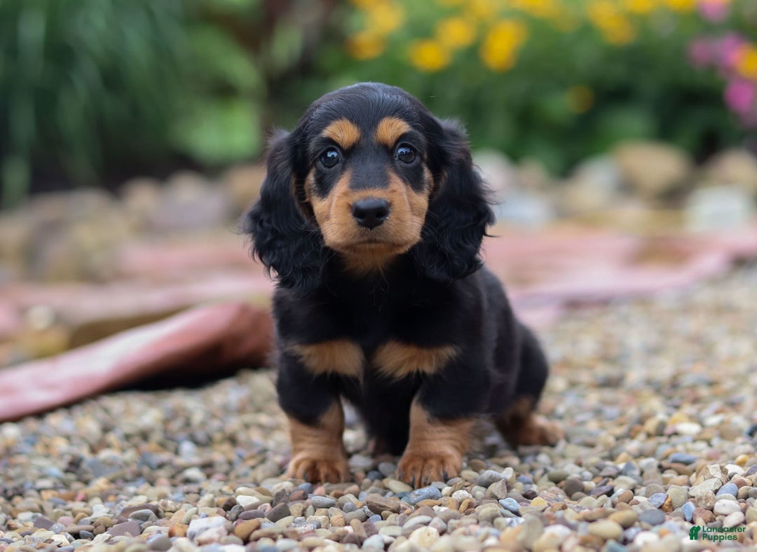 Miniature Dachshund dogs for sale: Dory - Image 6