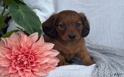 Miniature Dachshund dogs for sale: Max - Image 24