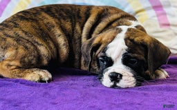 English Bulldog dogs for sale: Leo - Image 1