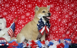 Shiba Inu dogs for sale: Larry - Image 58