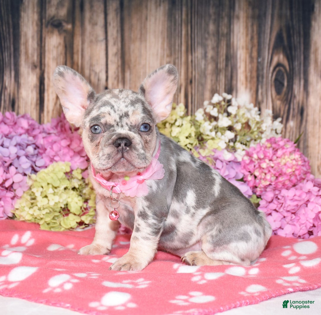 French Bulldog dogs for sale: Honey - Image 2