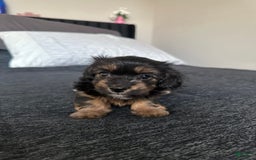 Miniature Dachshund dogs for sale: Mookie - Image 5