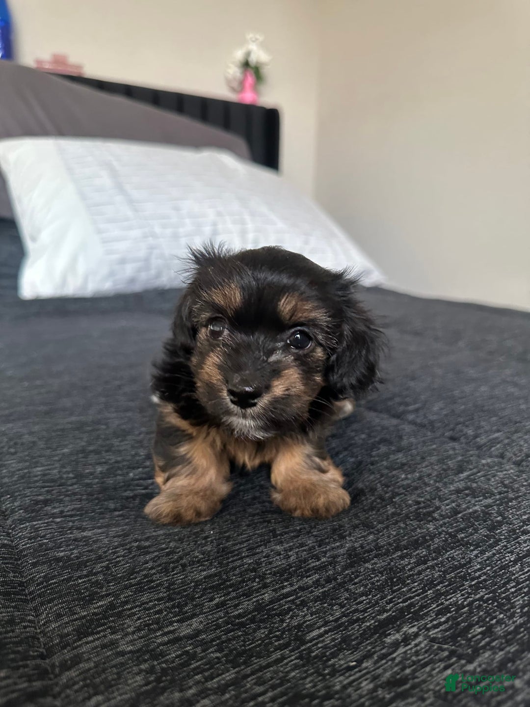 Miniature Dachshund dogs for sale: Mookie - Image 5