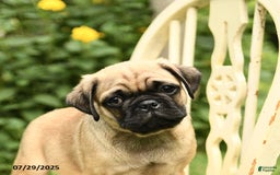 Pug dogs for sale: Trophy - Image 7