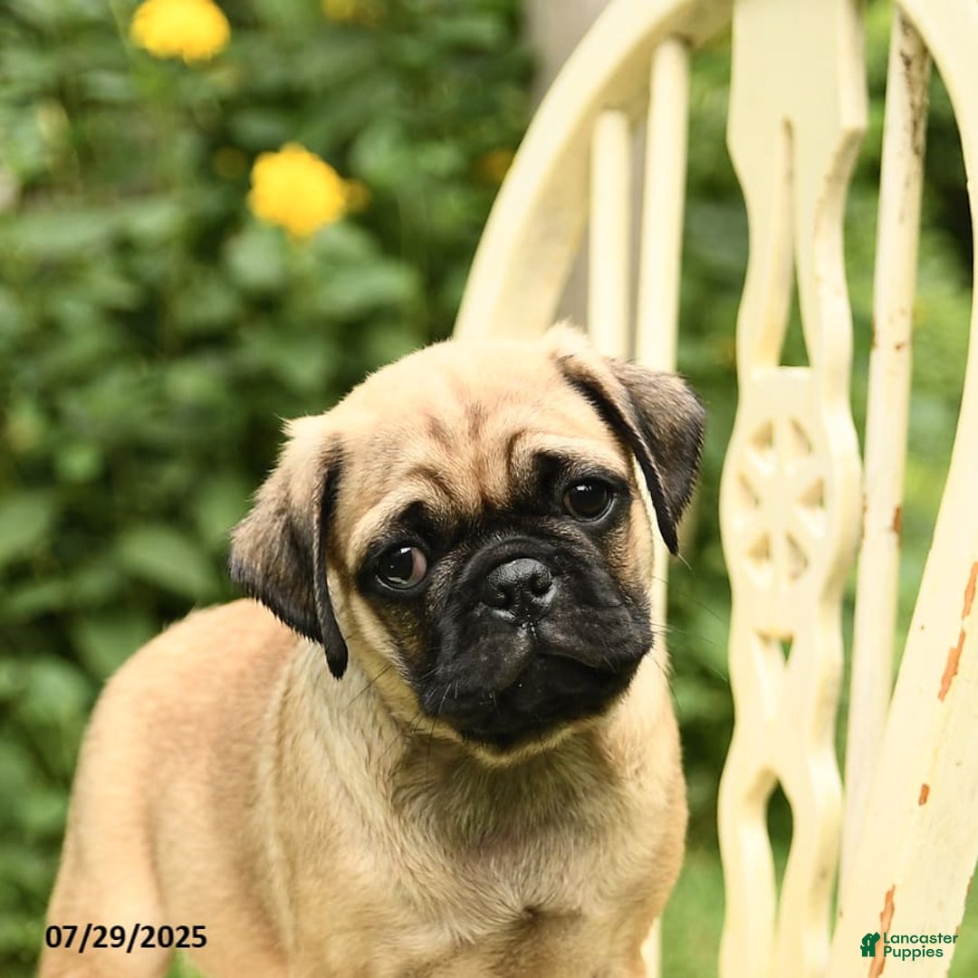 Pug dogs for sale: Trophy - Image 7