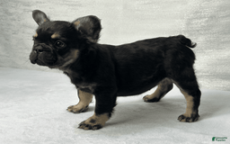 French Bulldog dogs for sale: Roxy - Image 8