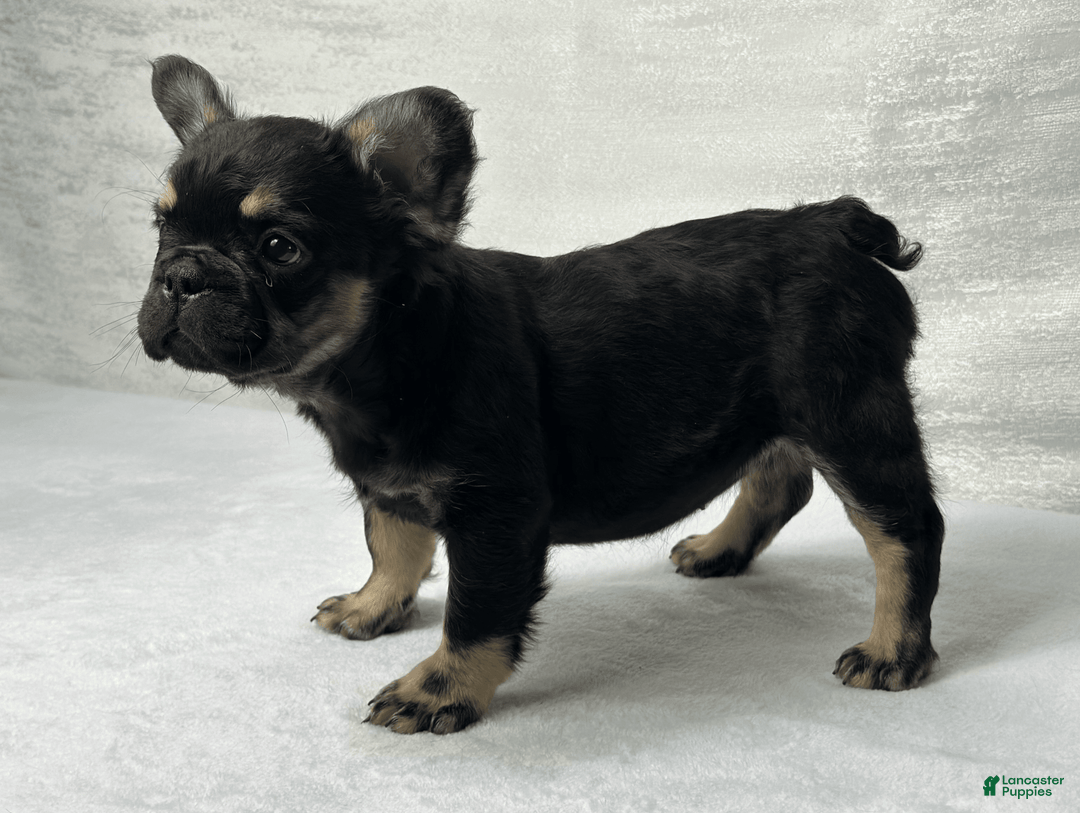 French Bulldog dogs for sale: Roxy - Image 8