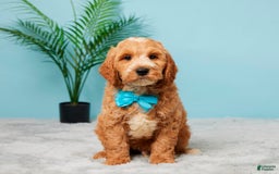 Mini Goldendoodle dogs for sale: Asher - Image 1